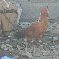 غازبا جوجه و مرغ لاری.رودان|حیوانات مزرعه|بندرعباس, |دیوار