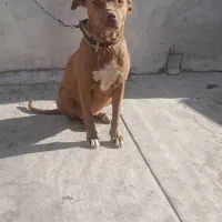 یک عدد سگ بیت بول ماده یک سال دم فعل