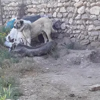 سگ گله ای|سگ|ابهر, |دیوار