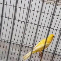 قناری|پرنده|بافق, |دیوار