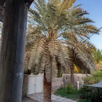 پاجوش خرما