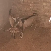 یک جفت کره دورگ الپاین فروشی