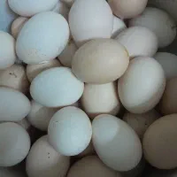 تخم مرغ محلی