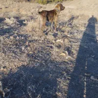 توله سگ|سگ|سبزوار, ایزی شهر|دیوار