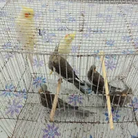 شال لباس‌وپرنده