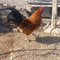 مرغ لاری خروس بوقلمون|حیوانات مزرعه|جعفرآباد, |دیوار