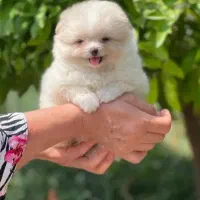 توله لیوانی