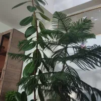 گل آپارتمانی