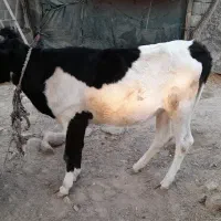 گوساله ماده خارجی