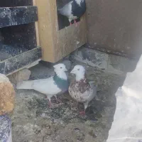 سه عدد طوقی مهر پاک پاک