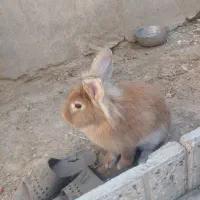 خرگوش لپی نروماده با چهار تا توله