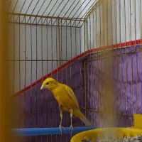 قناری نرو ماده