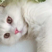 گربه پرشین اسکاتیش|گربه|تهران, دبستان|دیوار