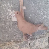 ماده زرد کرمانی