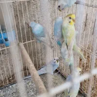 مرغ عشق رینبو