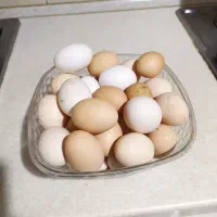 فروش تخم مرغ محلی