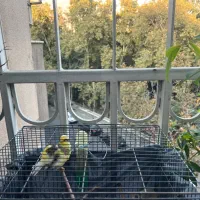 فروش قناری نر|پرنده|تهران, قیطریه|دیوار