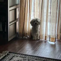 سگ پاکوتاه|سگ|تالش, هشتپر|دیوار