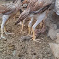 جوجه اوشامو ب رنگ های بسیار زیبا از بهترین مولدین|حیوانات مزرعه|مشهد, طرق|دیوار