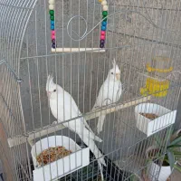 اروس هلندی سفید