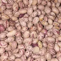 لوبیا چیتی