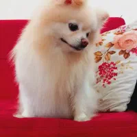 سگ پامر پامرانین ماده خرسی