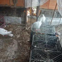 کفتر پرشی|پرنده|سرخنکلاته, |دیوار