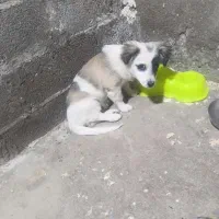 سگ پاپی تربیت شده