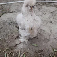 فروش مولد مرغ ابریشمی|حیوانات مزرعه|نسیم‌شهر, |دیوار