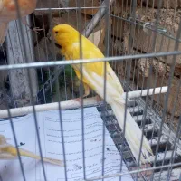 قناری رسمی بلند