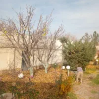 هرس سم پاشی و کلیه امورات باغبانی