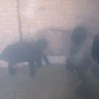 بز بزغاله بره میش بره کشتاری زیر قمیت