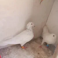 یک جفت کفتر شهرستانی زیبا