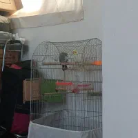 عروس هلندی جفت