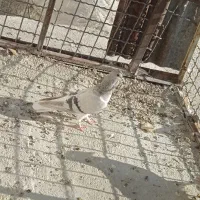 نرسینه وماده شهری سوسنی|پرنده|شیراز, دارالرحمه|دیوار