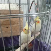 فروش یک جفت عروس هلندی آماده