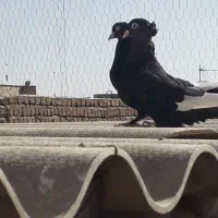 زاغ تیرسفید(زاغ هفت رنگ)،قزوینی|پرنده|قم, کلهری|دیوار