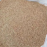 گندم امسال