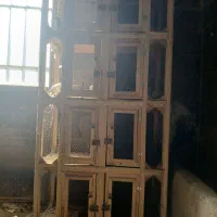 جفت کن|پرنده|گلپایگان, |دیوار