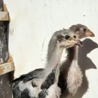 جوجه لاری|حیوانات مزرعه|تربت جام, شهرک آزادگان|دیوار