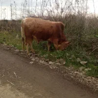 گاوورزا|حیوانات مزرعه|شفت, |دیوار