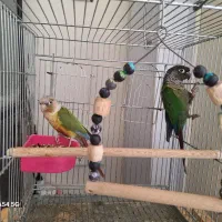 گرینچیک مولد|پرنده|اصفهان, سپاهان‌شهر|دیوار