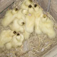 جوجه اردک اسرائیلی