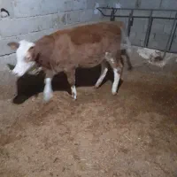 یک عددگوساله سیمنتال قرمز ماده|حیوانات مزرعه|کوهدشت, |دیوار