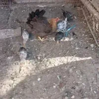 اهوز اندیمشک25کیلو متر روستای  حلاف یک