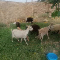 بره برز مفعودی گم شده