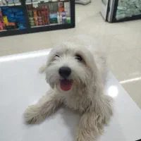 سگ ماده شیتزو|سگ|خرم‌آباد, |دیوار