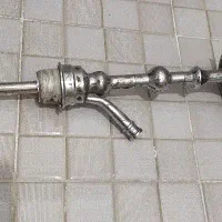 تنه سالم