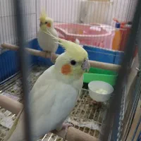 عروس هلندی به شرط جوجه