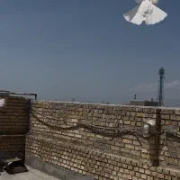 کبوتر طوقی ماده طوق سبز بوم باز زیر کاکل یقه گرد